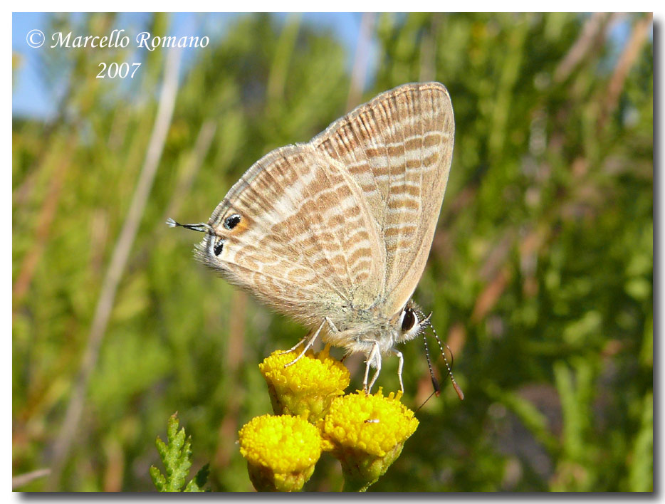 Confronto: Lampides boeticus e Leptotes pirithous (Lycaen.)